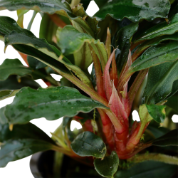 Bucephalandra sp. 'Red' in jar - Tropica