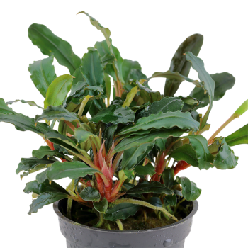 Bucephalandra sp. 'Rouge' dans le pot - Tropica 2