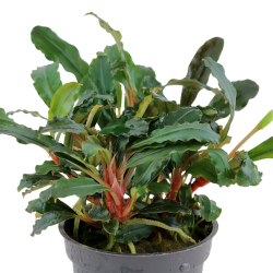Bucephalandra sp. 'Rouge' dans le pot - Tropica