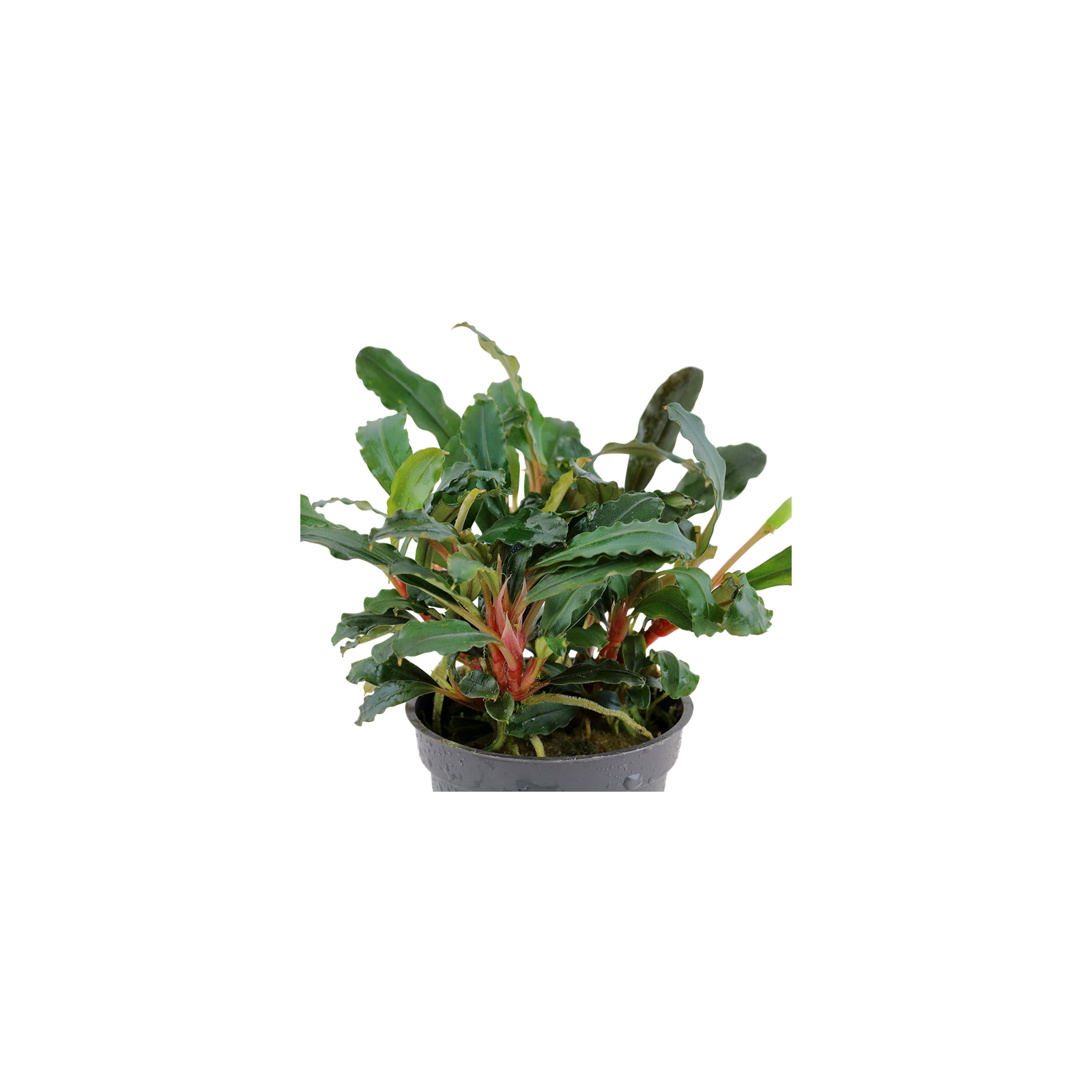 Shudehill Vaso Portapiante A Forma Di Anatra Con Cactus – Allegro, Con Impermeabile Giallo – 23 X 9 Cm