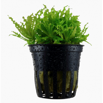 Pogostemon Helferi in jar - Tropica