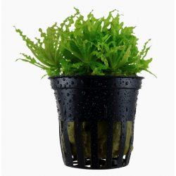 Pogostemon helferi in pot - Tropica