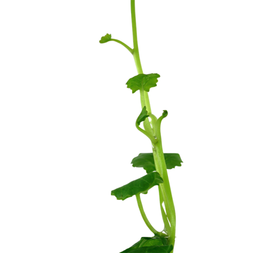 Cardamine lyrata - Tropica