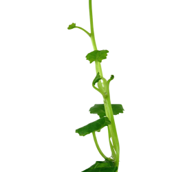 Cardamine lyrata - Tropica