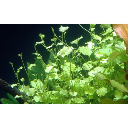 Cardamine lyrata - Tropica