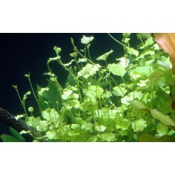 Cardamine lyrata - Tropica