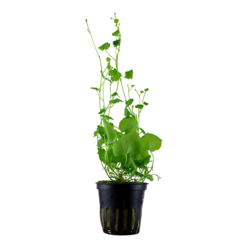 Cardamine Lyrata à Jar - Tropica 2