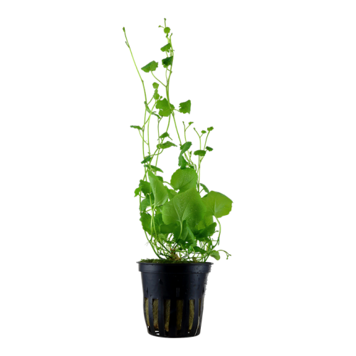 Cardamine Lyrata in jar - Tropica