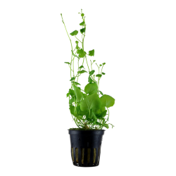 Cardamine Lyrata in jar - Tropica