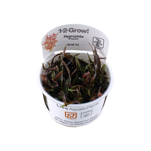 Hygrophila lancea Araguaia in cup - Tropica