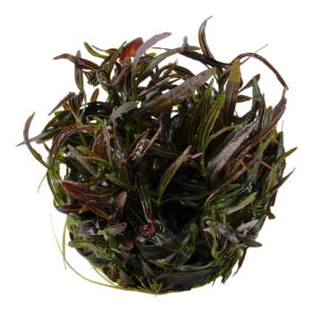 Hygrophyla Lancea Araguaia in Cup - Tropica 2