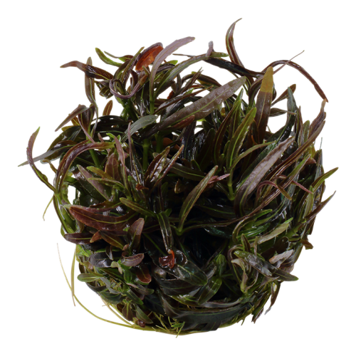 Hygrophila lancea Araguaia in cup - Tropica