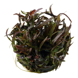 Hygrophila lancea Araguaia in cup - Tropica