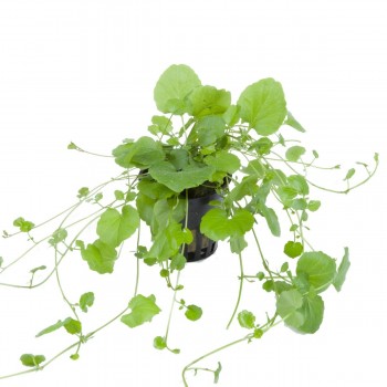 Cardamine Lyrata à Jar - Tropica