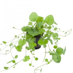 Cardamine lyrata - Tropica