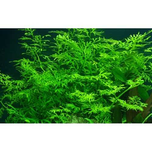 Ceratopteris Thalictroides in jar - Tropica