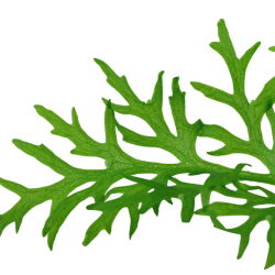 Ceratopteris Thalictroides à Jar - Tropica