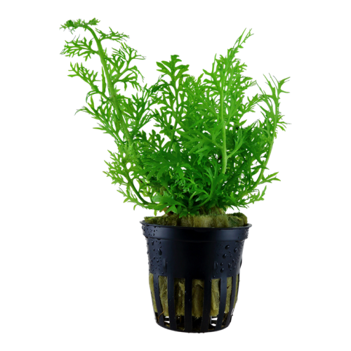 Ceratopteris thalictroides in vasetto - Tropica