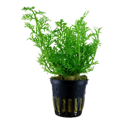 Ceratopteris Thalictroides à Jar - Tropica