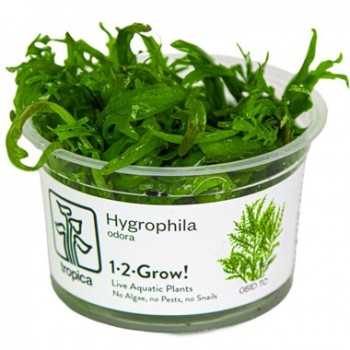 Hygrophyla smell in cup - Tropica