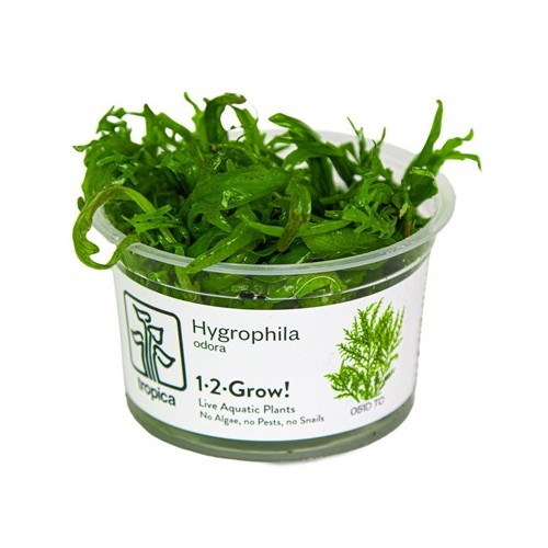 Hygrophyla odeur en coupe - Tropica