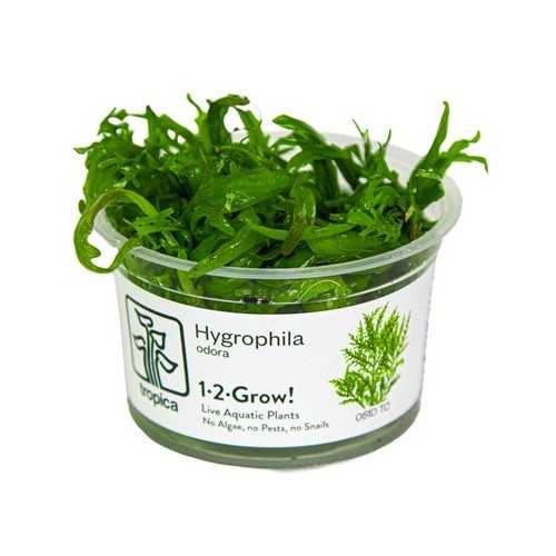 Hygrophyla smell in cup - Tropica
