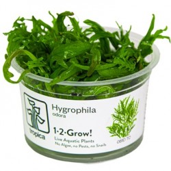 Hygrophyla smell in cup - Tropica