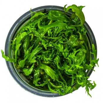 Hygrophyla smell in cup - Tropica 2