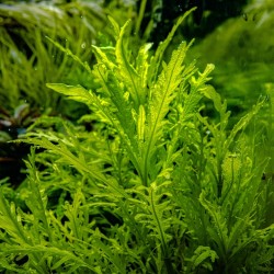Hygrophyla odeur en coupe - Tropica