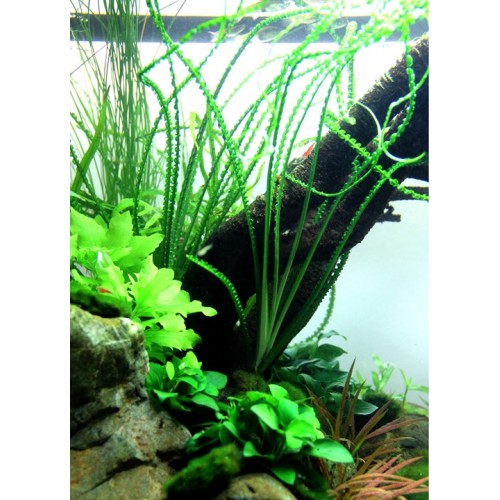 Crinum calamistratum - Tropica