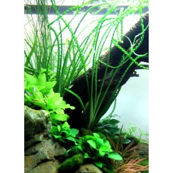 Crinum calamistratum in vasetto - Tropica