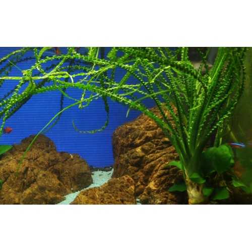 Crinum Calamistratum in jar - Tropica