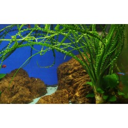 Crinum Calamistratum in jar - Tropica