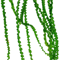 Crinum calamistratum in vasetto - Tropica