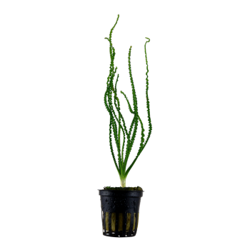 Crinum Calamistratum in jar - Tropica