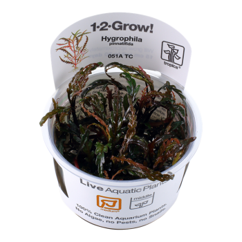 Hygrophila pinnatifida in cup - Tropica