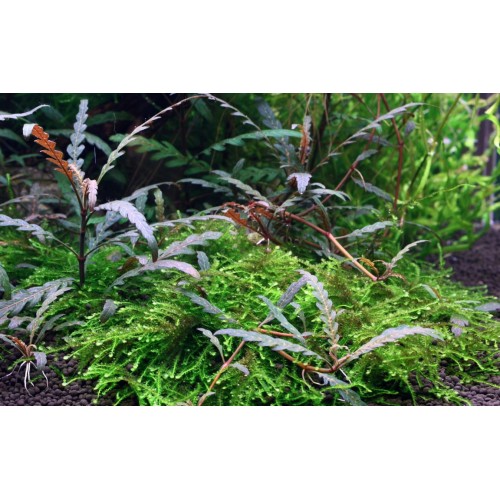 Hygrophila pinnatifida en coupe - Tropica