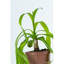 Crinum Thaianum in jar - Tropica