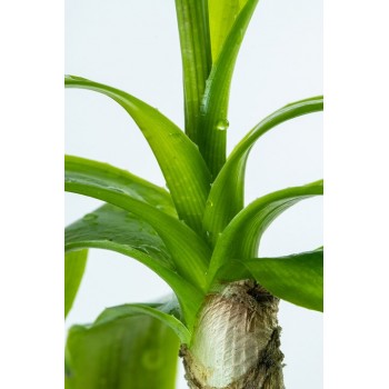 Crinum Thaianum dans Jar - Tropica 2