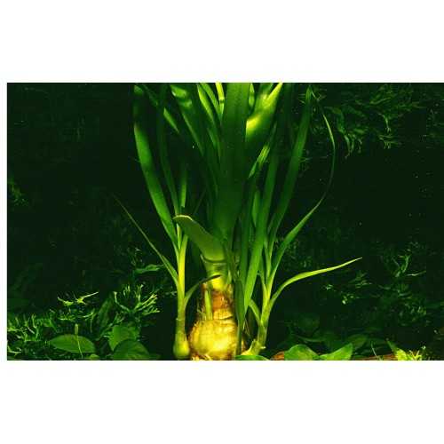 Crinum Thaianum in jar - Tropica