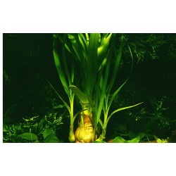 Crinum Thaianum in jar - Tropica