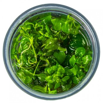 Hygrophila serpyllum in cup - Tropica 2