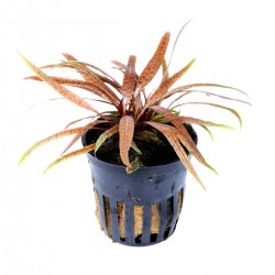 Cryptocoryne Albida 'Brown' in jar - Tropica