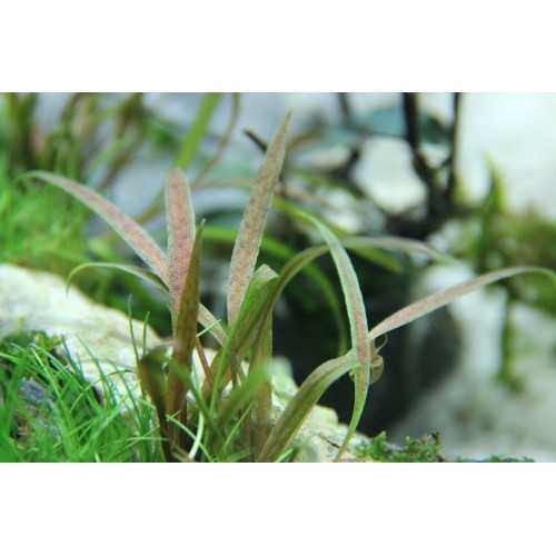 Cryptocoryne Albida 'Brown' in jar - Tropica
