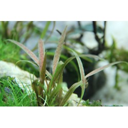 Cryptocoryne Albida 'Brown' in jar - Tropica
