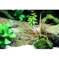 Cryptocoryne Albida 'Brown' in jar - Tropica