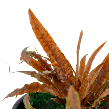 Cryptocoryne Albida 'Brown' dans Jar - Tropica 2