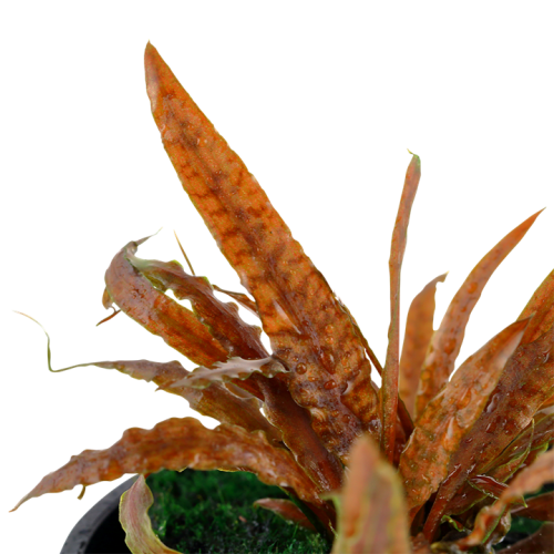 Cryptocoryne Albida 'Brown' in jar - Tropica