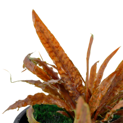 Cryptocoryne Albida 'Brown' in jar - Tropica