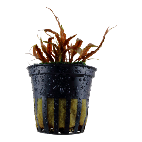 Cryptocoryne Albida 'Brown' in jar - Tropica
